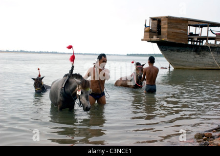 Gli uomini e i loro cavalli da lavoro sono essi stessi rinfrescante sulla riva del fiume Mekong in Kratie, Cambogia. Foto Stock