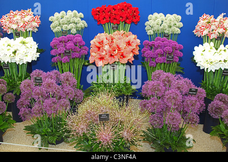 Un colorato medaglia d oro vincendo allium e lily visualizzare nel tendone floreale della RHS Spring Visualizza, Malvern, England, Regno Unito Foto Stock