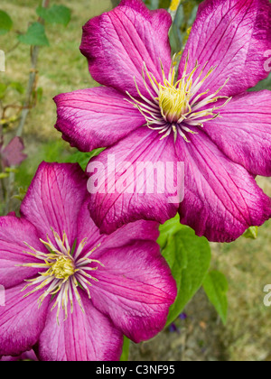 Clematis (Cardinale Rouge) Foto Stock