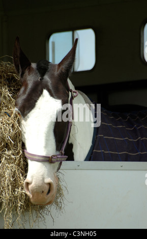 Cavallo in un van per cavalli Foto Stock