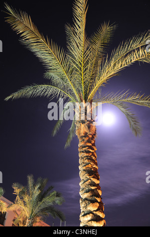 Africa Medio Oriente EGITTO Luxor data palme lungo il fiume Nilo di notte Foto Stock