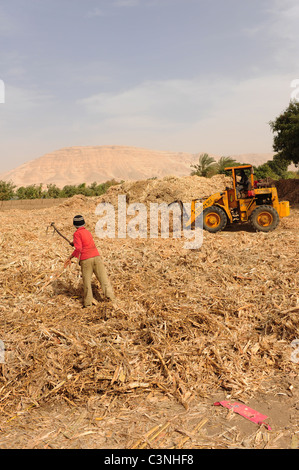 Africa Medio Oriente Egitto melassa rendendo utilizzando schiacciato canna da zucchero - la canna da zucchero è ordinato e prelevati per la lavorazione Foto Stock