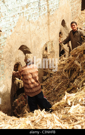 Africa Medio Oriente Egitto melassa rendendo utilizzando schiacciato canna da zucchero - Uomini di alimentazione in canna da zucchero ai forni Foto Stock