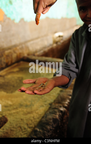 Africa Medio Oriente Egitto melassa rendendo utilizzando schiacciato canna da zucchero - uomo gocciolamenti finito di melassa nelle sue mani Foto Stock