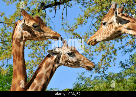 Primo piano tre giraffe (Giraffa camelopardalis) sul fogliame e sullo sfondo del cielo Foto Stock