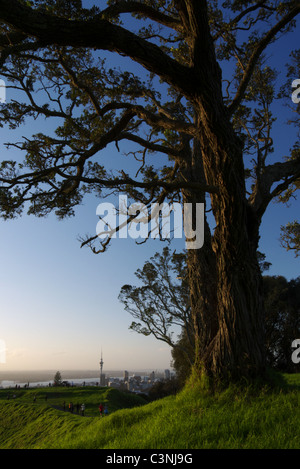 Lo skyline di Auckland compreso Sky Tower vista da Mt Eden, il più alto punto naturale di Auckland. Foto Stock