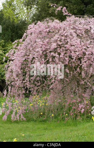 Higan ciliegia o molla ciliegia, Prunus subhirtella 'Pendula Rubra', Rosaceae, Giappone. Foto Stock