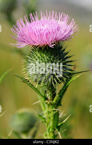 Macro spear thistle (Cirsium vulgare), anche chiamato bull thistle,piumati thistle,scotch thistle,strada thistle Foto Stock