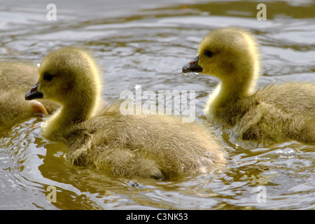 Vista dettagliata del Canada giovane goslings nuoto attraverso un laghetto nei primi mesi del New England molla Foto Stock