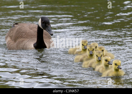 Madre Canada Goose orologi attentamente covata di goslings mentre nuotano in un stagno nei primi mesi del New England primavera. Foto Stock