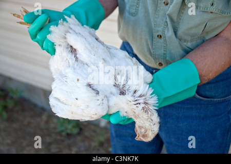 Ispezione di pollo deceduto per influenza aviaria. Foto Stock