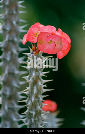 La corona di spine, Euphorbia milii lutea Foto Stock