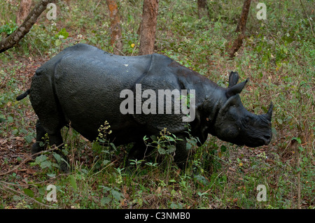 Asiatico-corno di rinoceronte, rhinoceros unicornis, il Parco nazionale di Chitwan, Nepal Foto Stock