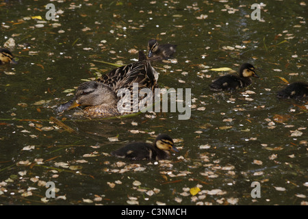 Germano reale femmina e 2 anatroccoli su chesterfield canal. Worksop, Notts, Inghilterra Anas platyrhynchos Foto Stock