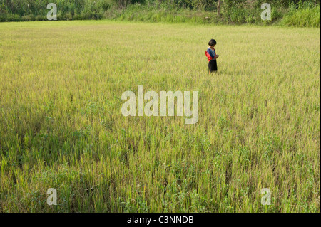 Una giovane ragazza Thai in un campo di recente piantato riso nel nord est della Thailandia Foto Stock