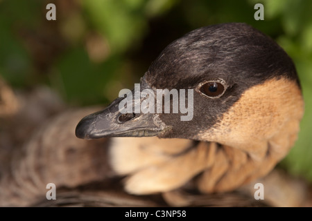 Oca hawaiana o ne-ne (Branta sandvicensis). Close-up di Bill e testa. Ritratto. Foto Stock