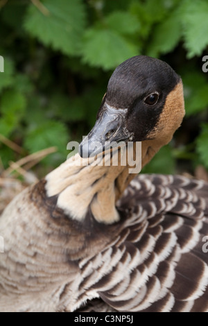 L'oca hawaiana (Branta sandvicensis). Femmina, seduta sul nido in incubazione. Foto Stock