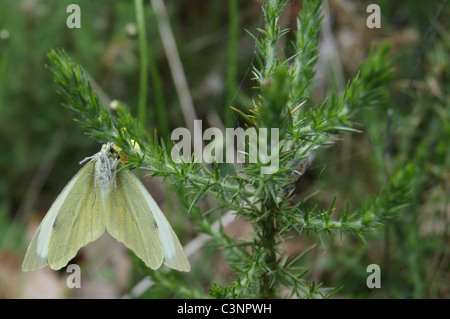 Il cavolo bianco sulla farfalla Gorse Bush Foto Stock