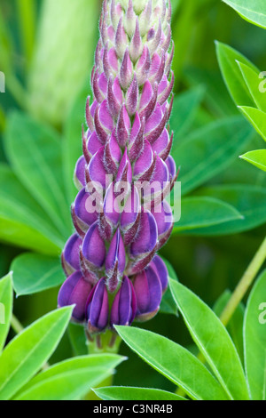 Lupinus polyphyllus DOF poco profondo Foto Stock