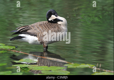 Canada goose (Branta canadensis) preening in uno stagno a molla Foto Stock