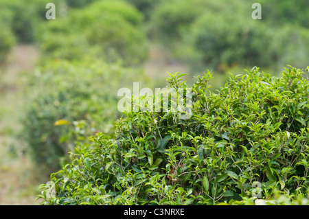 Il tè Bush in una piantagione di Ban Rak Thai, Mae Hong Son, Thailandia. Profondità di campo. Foto Stock