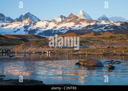 Un toro elefante lolls tenuta in acqua di disgelo glaciale a St Andrew's Bay, St Georgia Foto Stock