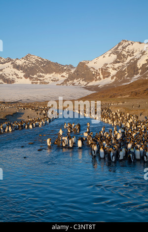 Re linea pinguini il flusso glaciale di fronte del ghiacciaio Cook presso il St Andrew's Bay, St Georgia Foto Stock