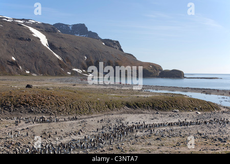 Re pinguini sulla spiaggia di St Andrew's Bay, St Georgia Foto Stock