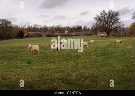 Sei pecore in un pascolo di campo in Pluckley, Kent Foto Stock