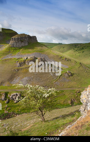 Pietro di pietra con il biancospino fiore Cressbrook Dale, Derbyshire, Parco Nazionale di Peak District, England Regno Unito Foto Stock