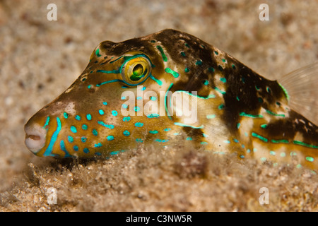 Gioiello pufferfish (Canthigaster solandri aka Spotted sharpnose) appoggiato su un fondale. Foto Stock