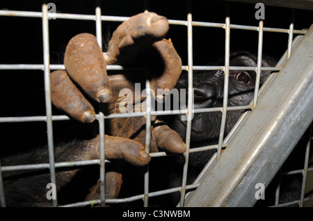 Un bambino gorilla maschio guarda fuori del suo involucro allo zoo nel Regno Unito Foto Stock