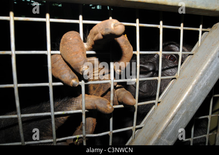 Un bambino gorilla maschio guarda fuori del suo involucro allo zoo nel Regno Unito Foto Stock