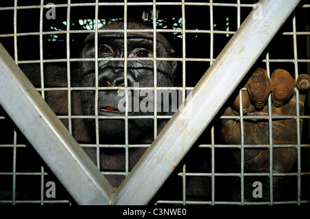 Un bambino gorilla maschio guarda fuori del suo involucro allo zoo nel Regno Unito Foto Stock