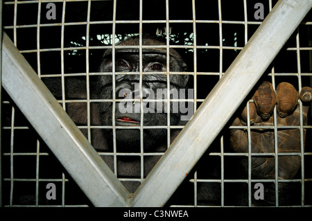 Un bambino gorilla maschio guarda fuori del suo involucro allo zoo nel Regno Unito Foto Stock