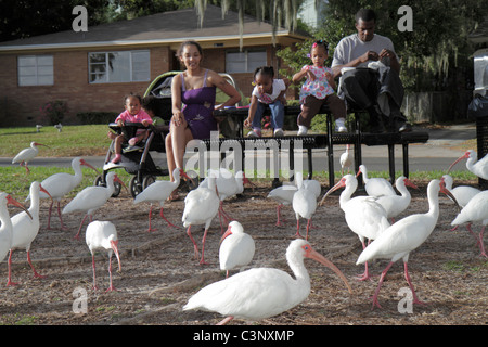 Lakeland Florida,Lake Morton,White ibis,Bird Birds,Black Blacks African African African Minority,adult adults woman women female lady,man men maschio,gir Foto Stock