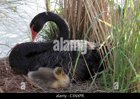 Lakeland Florida,Lago Morton,parco pubblico,Black Blacks African African African Ethnic minority,Swan,Chick,nido,visitatori viaggio turismo turistico Foto Stock