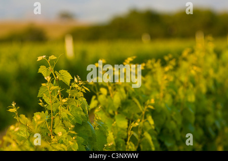 Il vino i vitigni in vigneti nella Santa Ynez Valley, Santa Barbara County, California Foto Stock