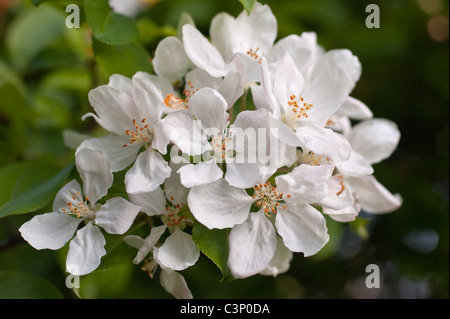 Bianco Fiore di Biancospino Foto Stock