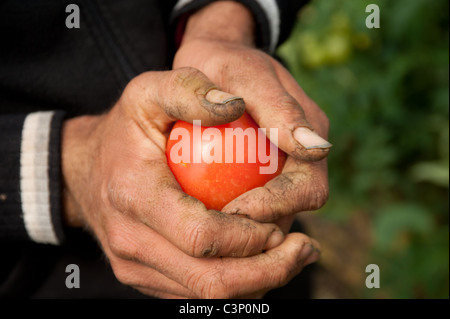 Un palestinese agricoltore detiene un appena raccolto il pomodoro nel suo lavoro di mani usurate. Foto Stock