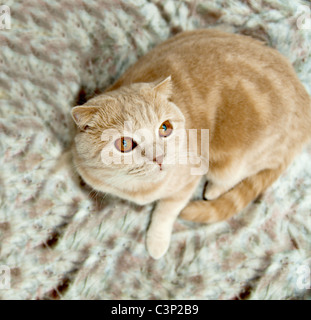 Gatto su un divano su sfondo bianco Foto Stock