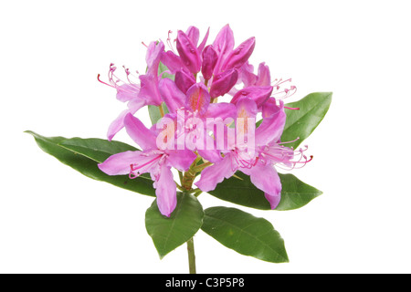 Rhododendron ponticum fiore e foglie isolata contro bianco Foto Stock