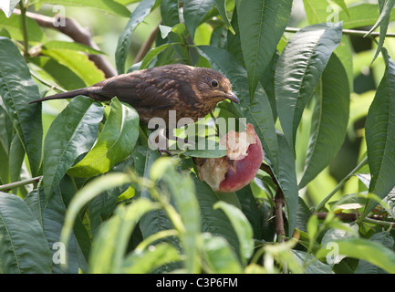 I capretti Blackbird mangiare frutta Nespole del Giappone in una struttura ad albero Foto Stock