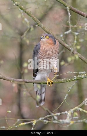 Maschio Sparviero eurasiatico arroccato nella struttura ad albero Foto Stock