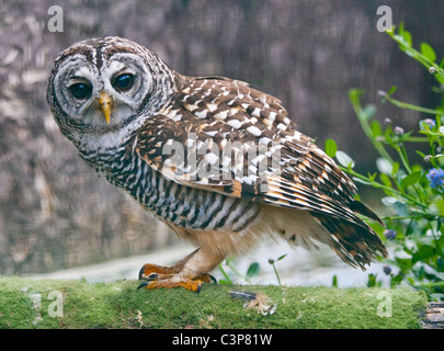 Chaco Allocco (Strix chacoensis) Foto Stock