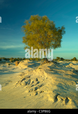 Graticcio Sanhill (Acacia ligulata) , Strzelecki Desert Australia del Sud Foto Stock