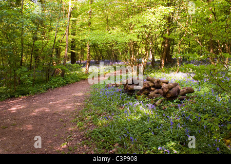 Bluebells nel bosco radura con percorso Foto Stock