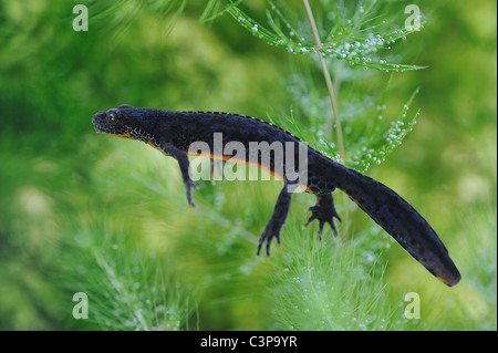 Il tritone alpestre (Triturus alpestris) maschio nuoto sott'acqua di primavera Foto Stock