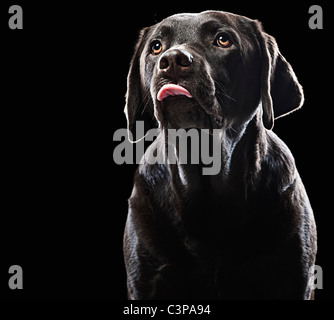 Cheeky cioccolato Labrador Foto Stock