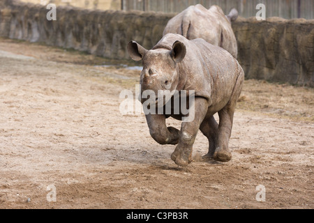 Baby Rinoceronte nero, Zoo Dvur Kralove, Repubblica Ceca Foto Stock